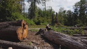Best Tree and Shrub Care  in East Hampton North, NY