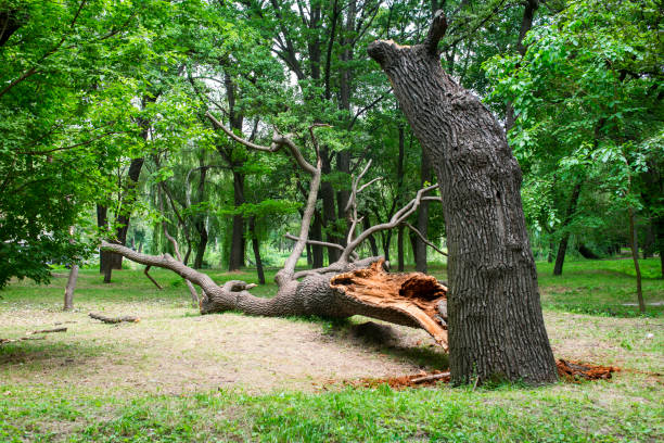 Best Leaf Removal  in East Hampton North, NY