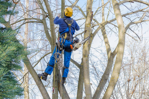 Best Tree Mulching  in East Hampton North, NY