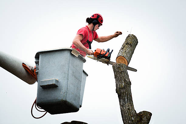 How Our Tree Care Process Works  in  East Hampton North, NY