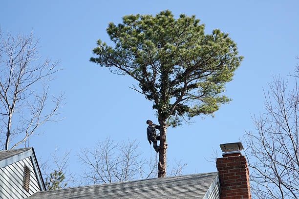 Lawn Watering Services in East Hampton North, NY