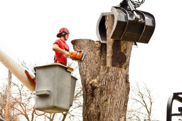 Best Utility Line Clearance  in East Hampton North, NY